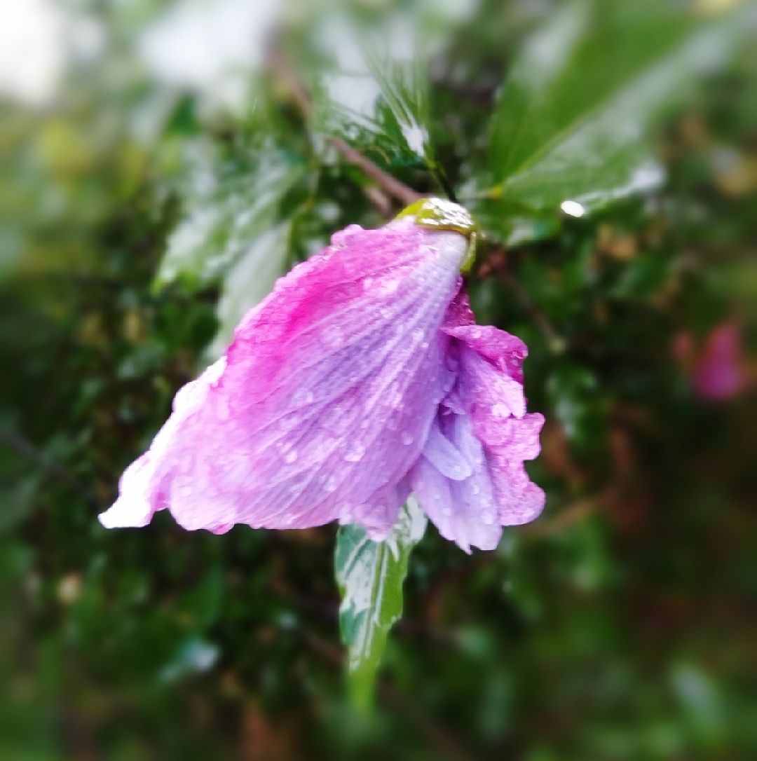 户外徒步篇:雨中木槿
