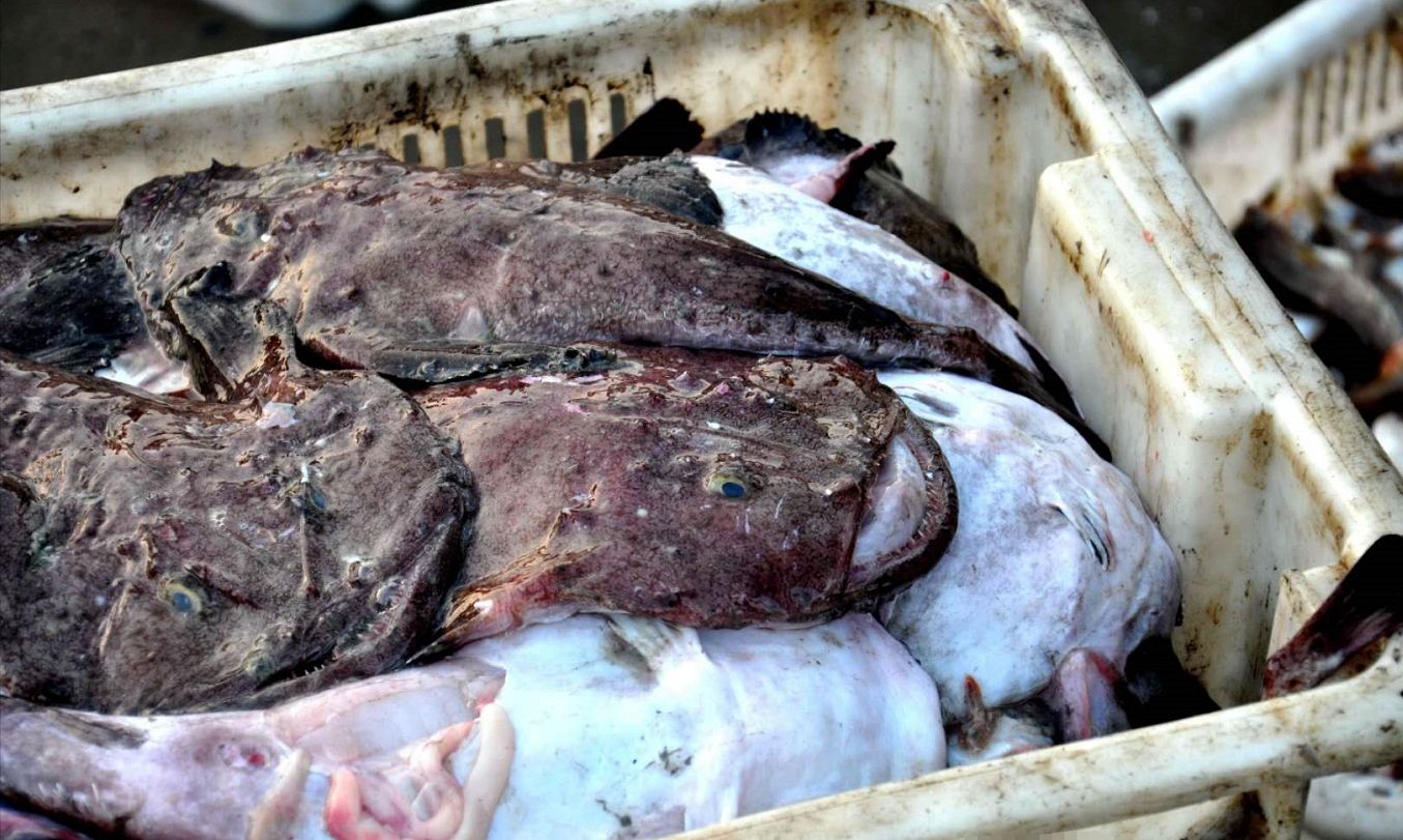 青岛特色美食丑八怪蛤蟆鱼颜值虽低但美味无比