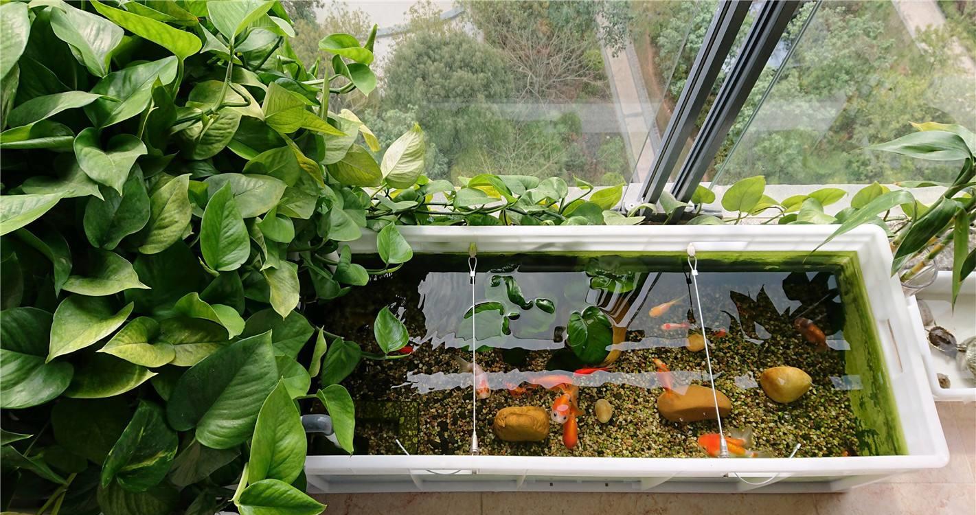 家中养鱼需要注意什么做好这3点养什么鱼都不难