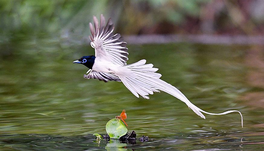 寿带鸟又名绶带鸟,练鹊﹑长尾鹟﹑一枝花等异名.
