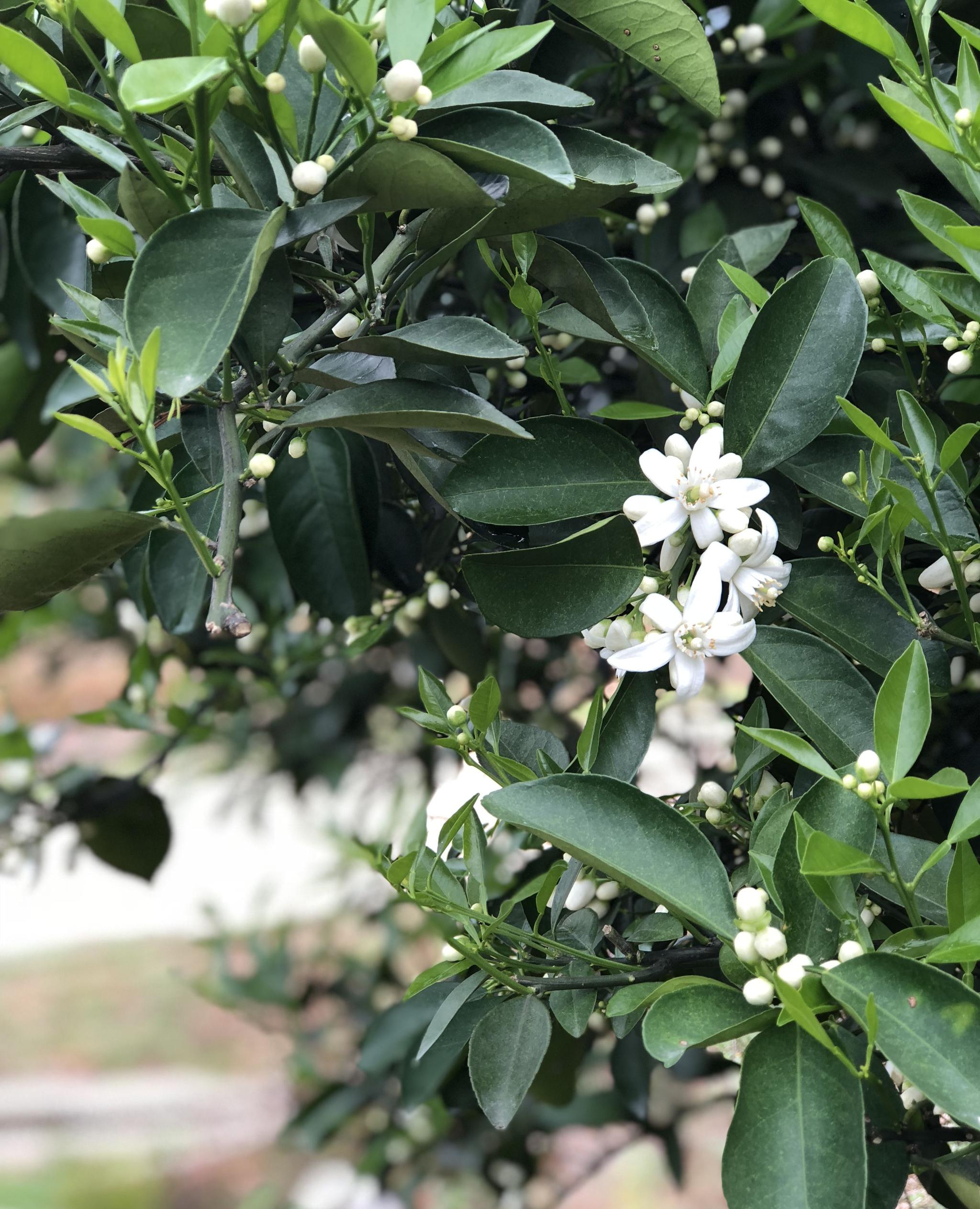 伦晚神奇的花果同树脐橙