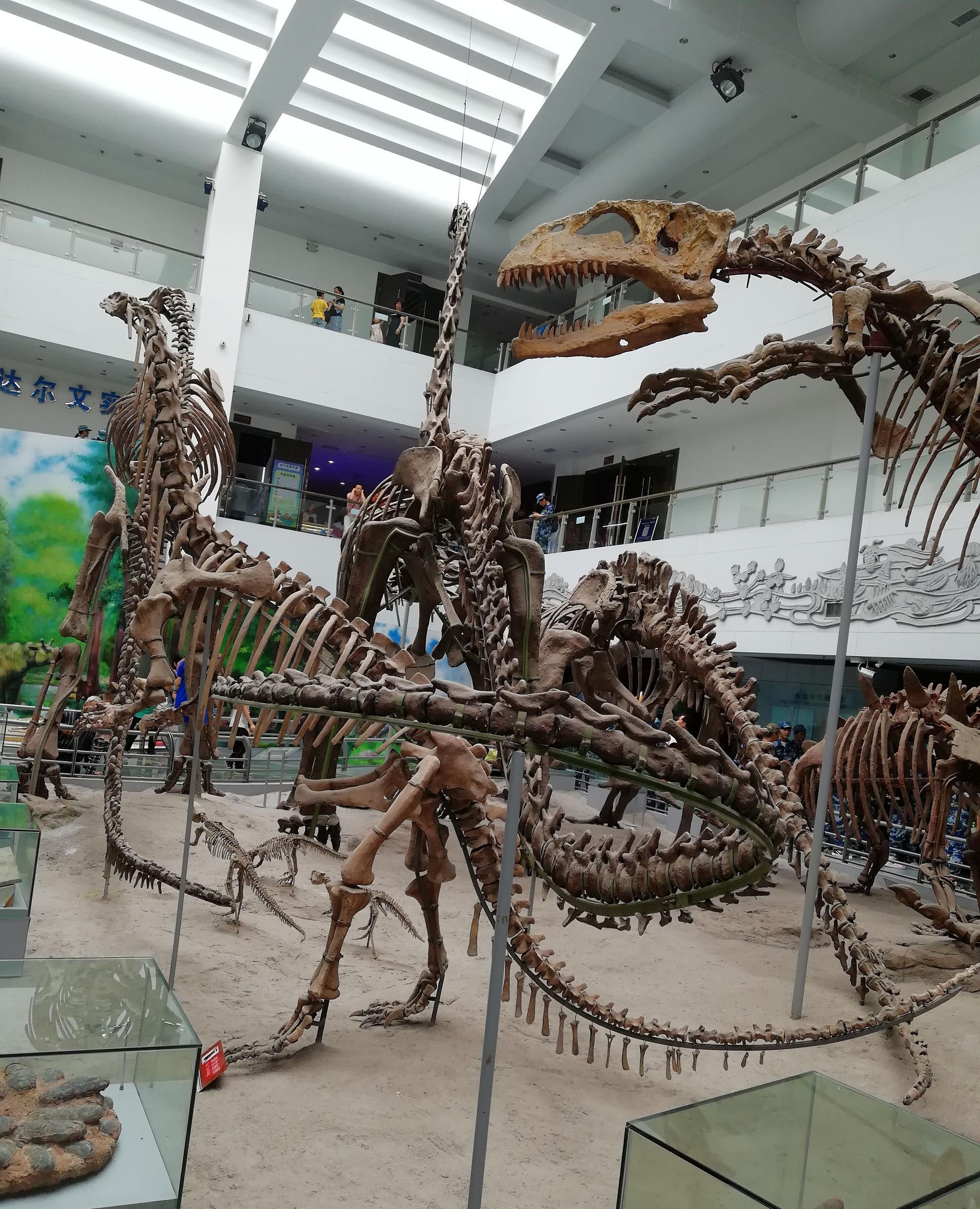 中国地质大学博物馆|博物馆|中国地质大学|恐龙化石_新浪新闻