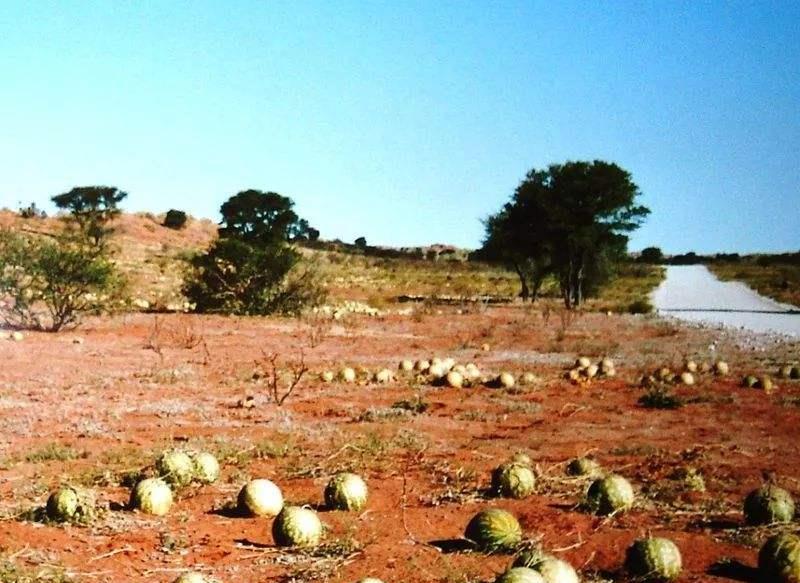导游提醒:沙漠再口渴,见到西瓜也不要去捡,游客碰完就后悔莫及