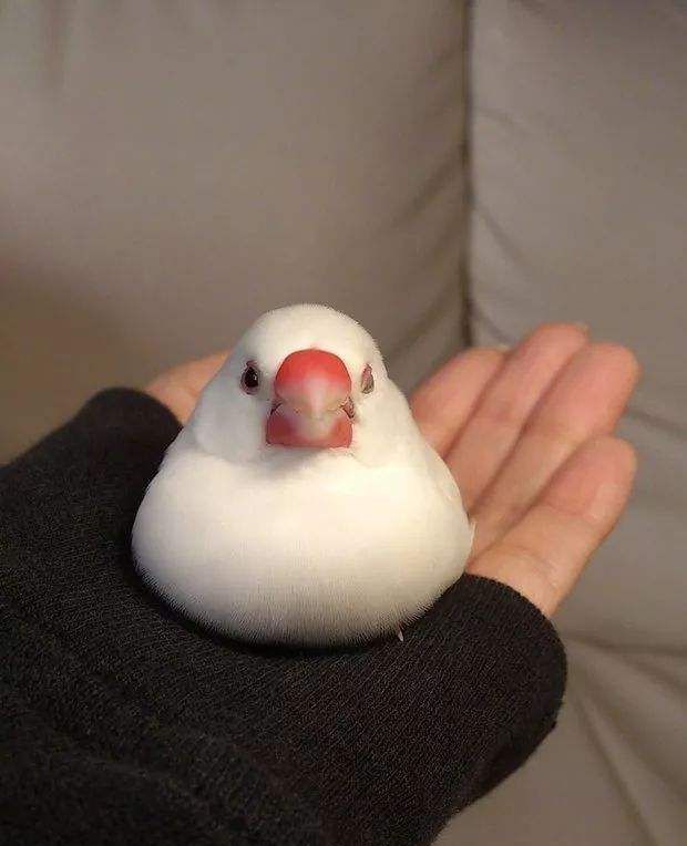 啥是文鸟它是一坨会飞的棉花糖是可以任你揉搓的手心伙伴