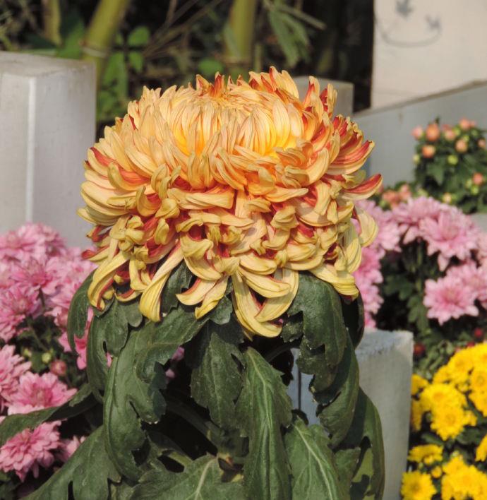 喜欢菊花不如养盆国华系列国华皇中似皇家贵族高贵典雅