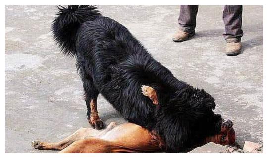 比特犬主动攻击藏獒,偷袭不成却被打个半死,藏獒不愧是战神
