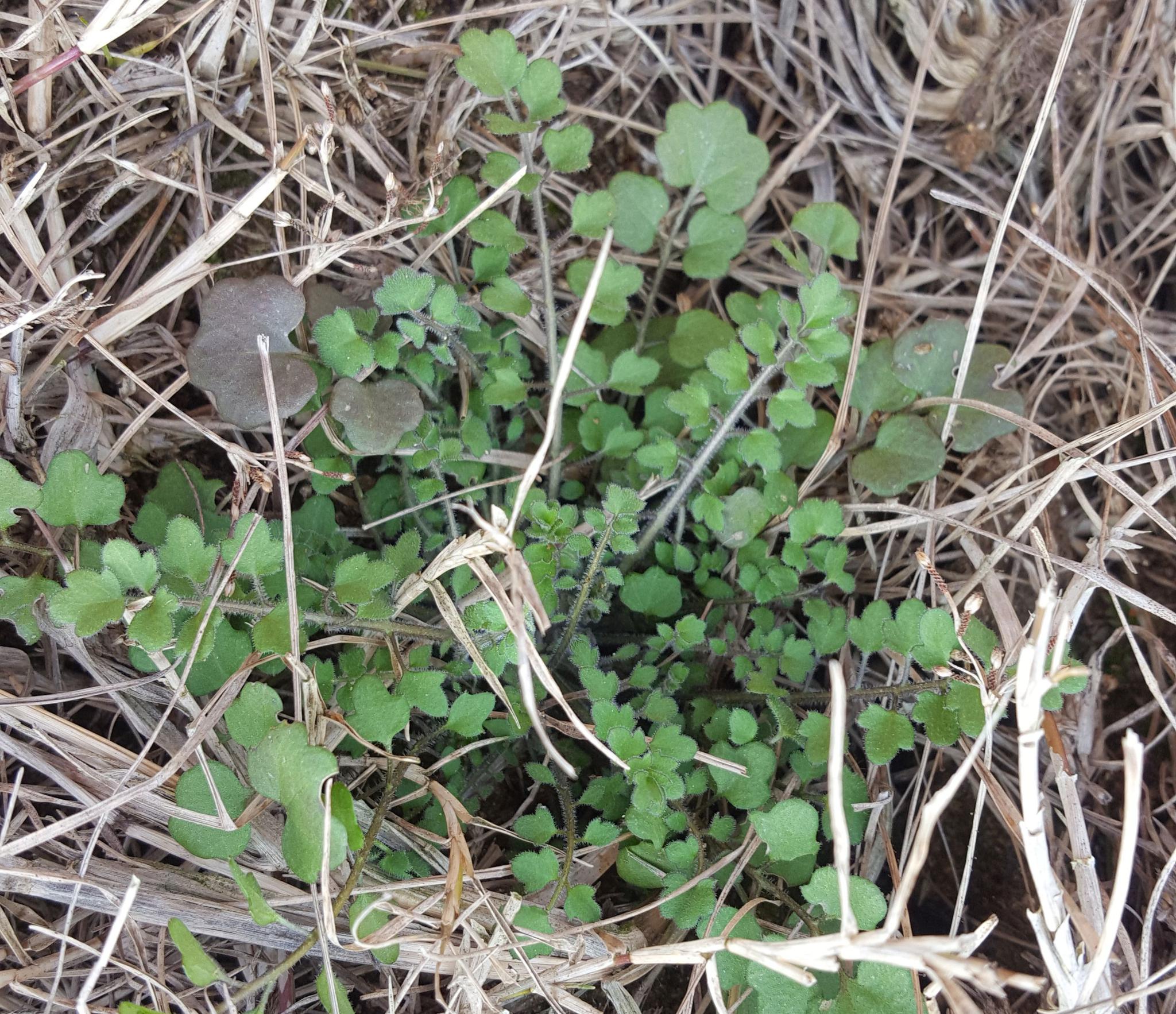 下面几种野菜田边到处是,你们认识吗?_高清图集_新浪网