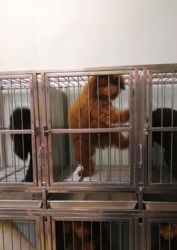 泰迪在笼子里乱跳,瞬间变蹦迪哥,心急的泰迪憋尿才舞动