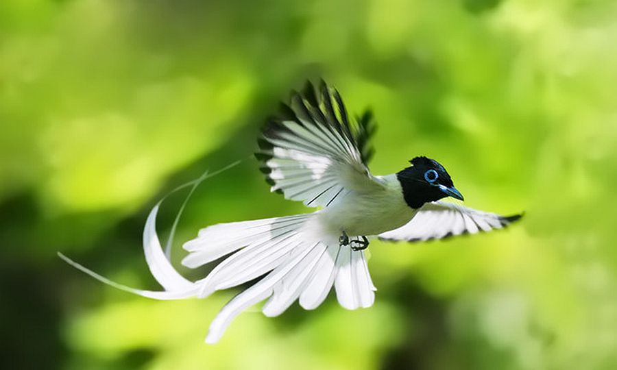 白色寿带鸟飞翔瞬间:长尾摇曳,如风筝飘带,异常优雅悦目