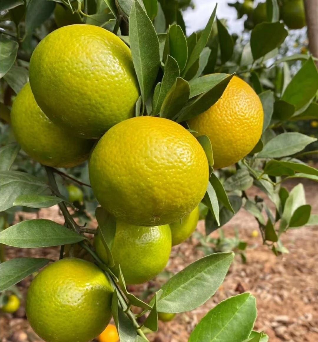 曾经的皇室贡品"皇帝柑",武则天都是它的粉丝,你有吃过吗?