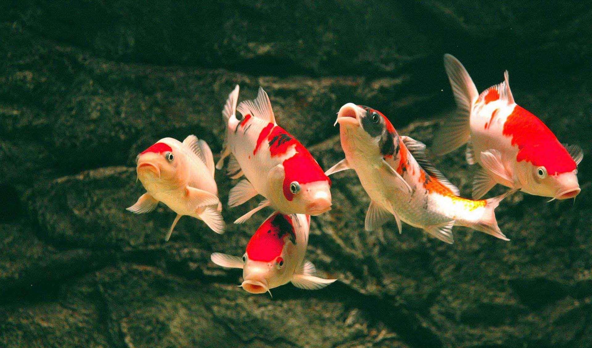 家中养鱼需要注意什么做好这3点养什么鱼都不难