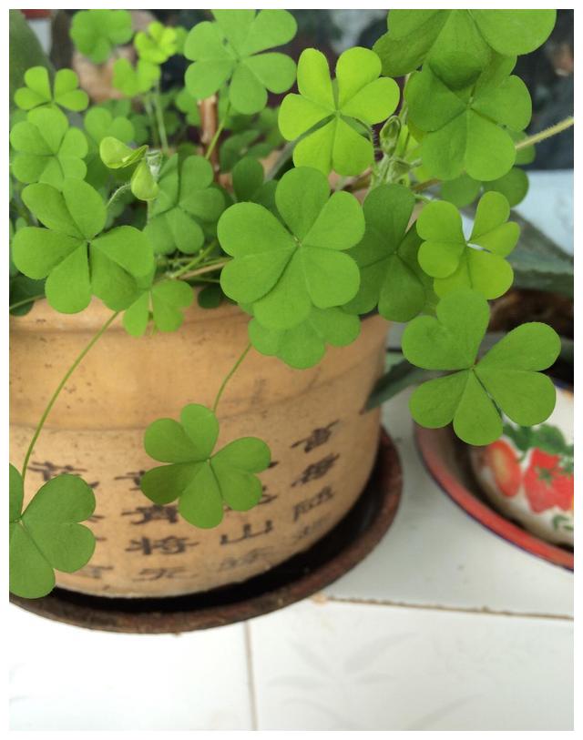 路边最常见的三叶草,养在盆里是盆景,开满小花太美了