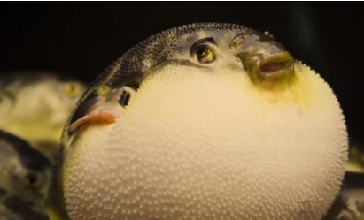 日本小伙作死烤河豚活的河豚直接扔火炉上网友叫救护车了吗