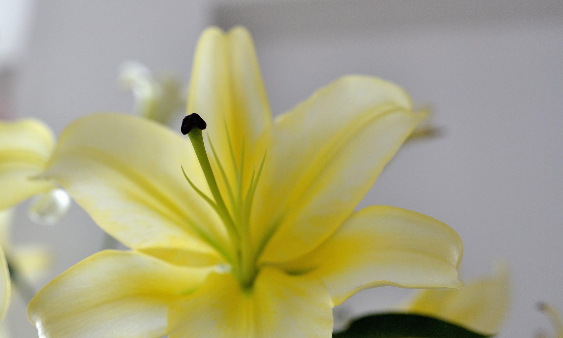 这样养护 香水百合花期更长