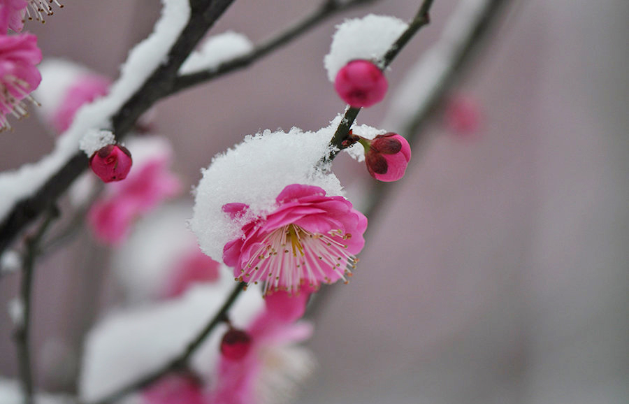 写景作文：冬雪飘飘，梅香袅袅