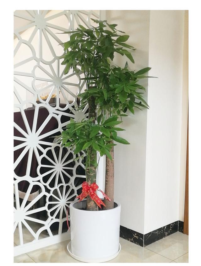 养发财树选对花盆很重要花盆不合适怪不得总烂根
