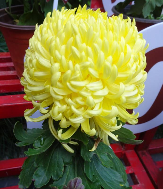 喜欢菊花,就养盆"珍品菊花"唐宇金泉,黄金似锦,富贵艳丽!