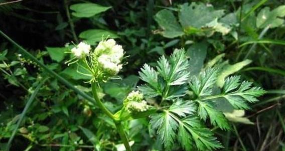 这个植物,很像芹菜,被人称作川穹,价值珍贵