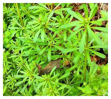 农村有一种野草,人们又爱又恨,一定不能喂猪,不然损失大|草药|野草