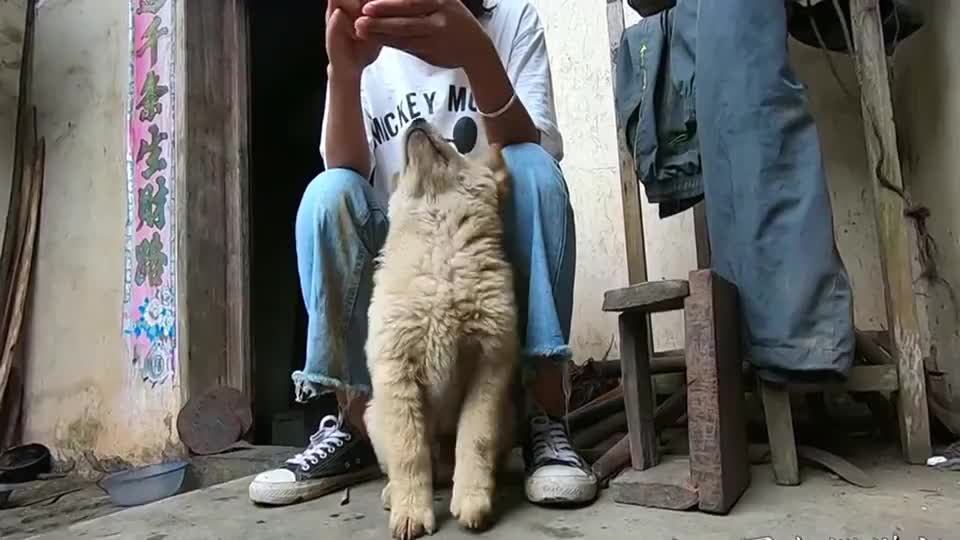萌宠 中华田园犬 这是一只喜欢吃枇杷的小奶狗 终于找到它肥胖