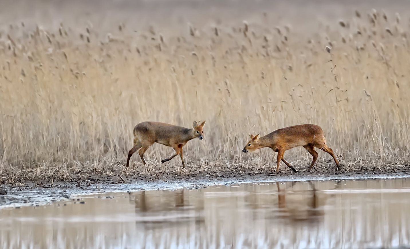 香獐:生性胆小,善隐藏,也善游泳,人难以近身