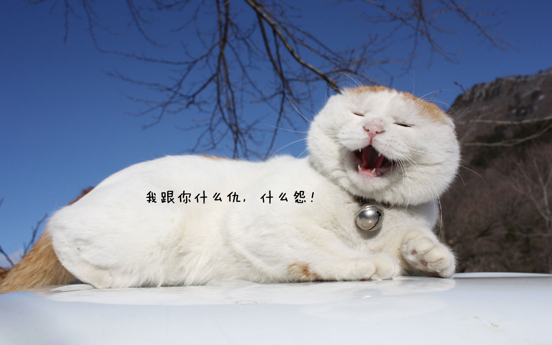 最高境界搞笑动态图片