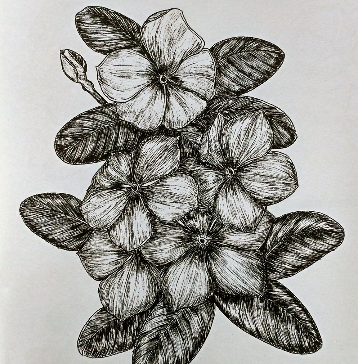 繁花四季,美美的黑白针管笔花卉|冬之美妍