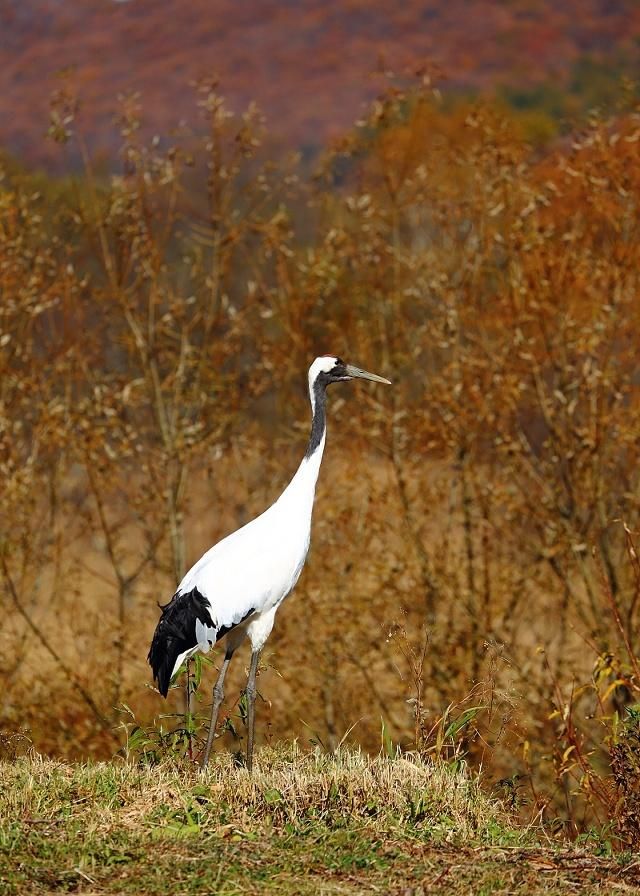 丹顶鹤站立时总是高高竖起身体伸直脖子到处张望姿态很是优美