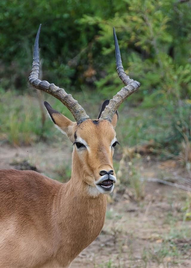 羚羊是一类偶蹄目牛科动物的统称 种类繁多 体形优美 四肢细长 羚羊是一类偶蹄目牛科动物的统称 种类繁多 体形优美 四肢细长