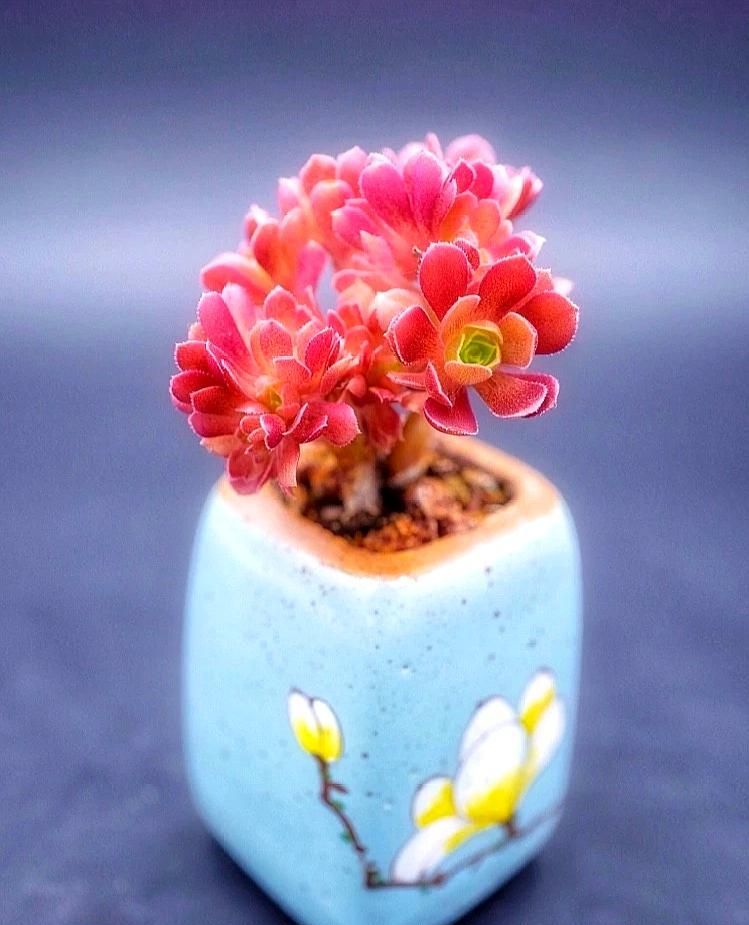 换一种方式养多肉法师,清新可爱,意境非凡,是你意想不到的结果