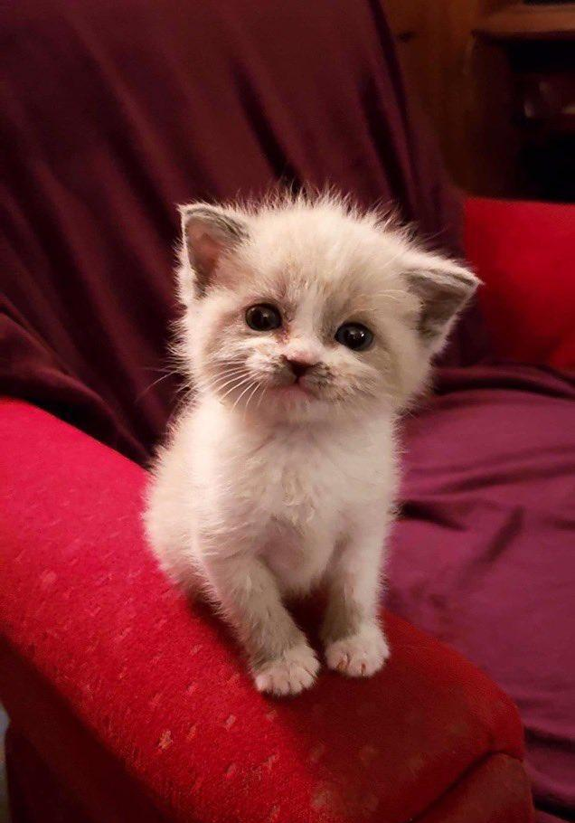 小奶猫看到手机就露出可爱笑容主人这猫咪天生网红