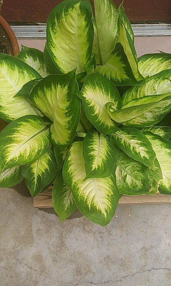 万年青银皇后养护的5个要点,做好了,四季常青有光泽