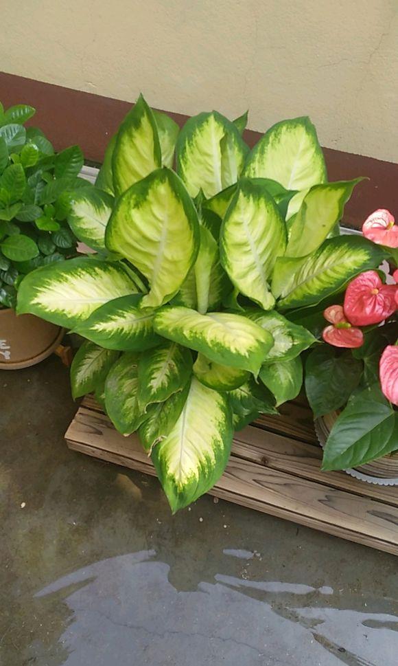 万年青银皇后养护的5个要点,做好了,四季常青有光泽