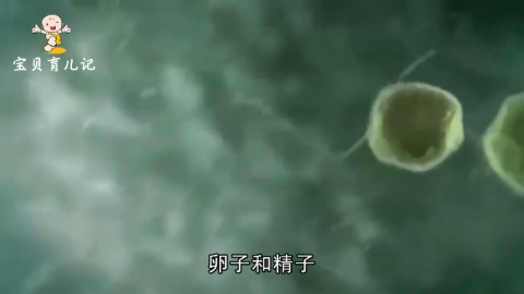 胎儿性别是什么时候形成的?生男生女在这一刻就已注定