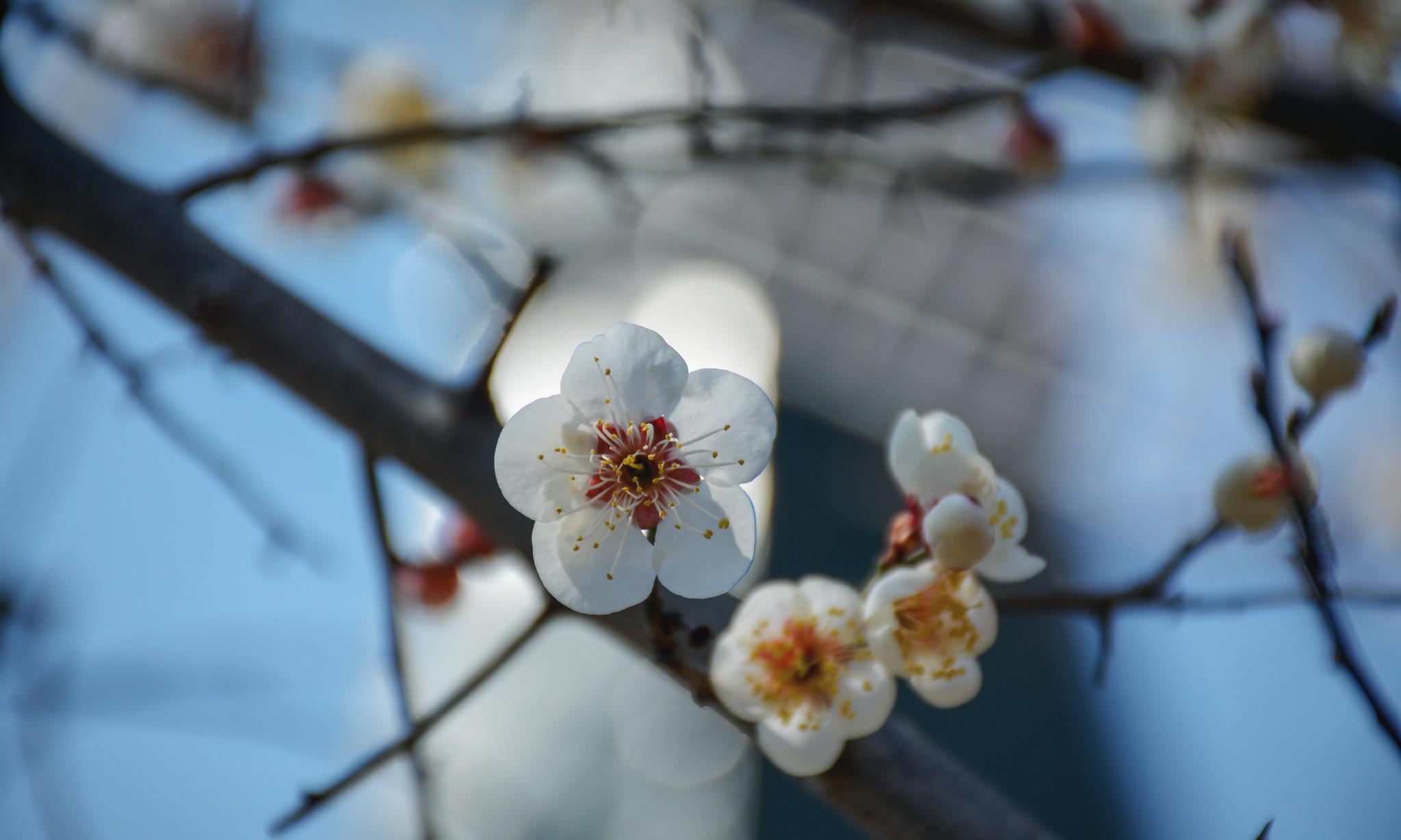 春回大地百花盛开的小清新鲜花风景壁纸