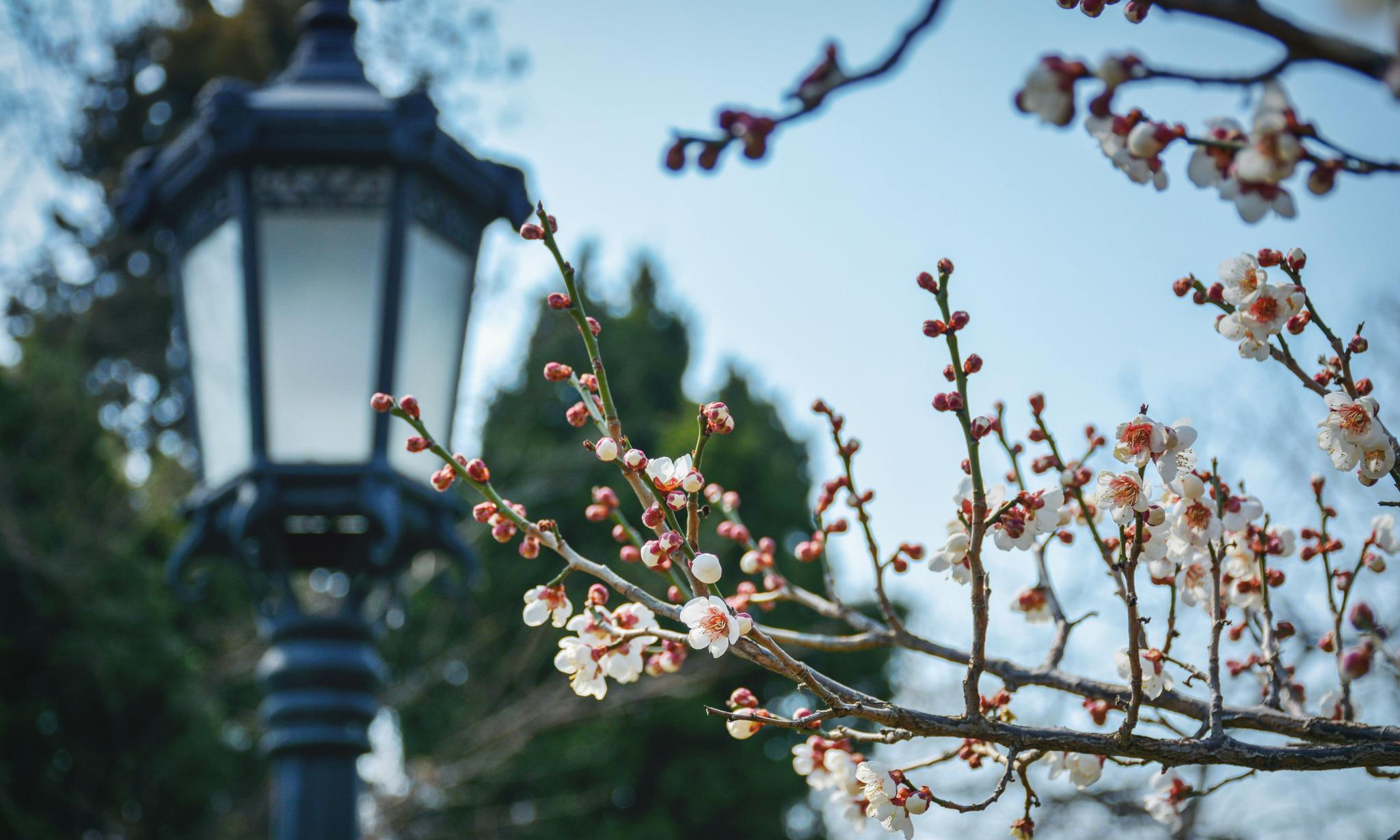 春回大地百花盛开的小清新鲜花风景壁纸