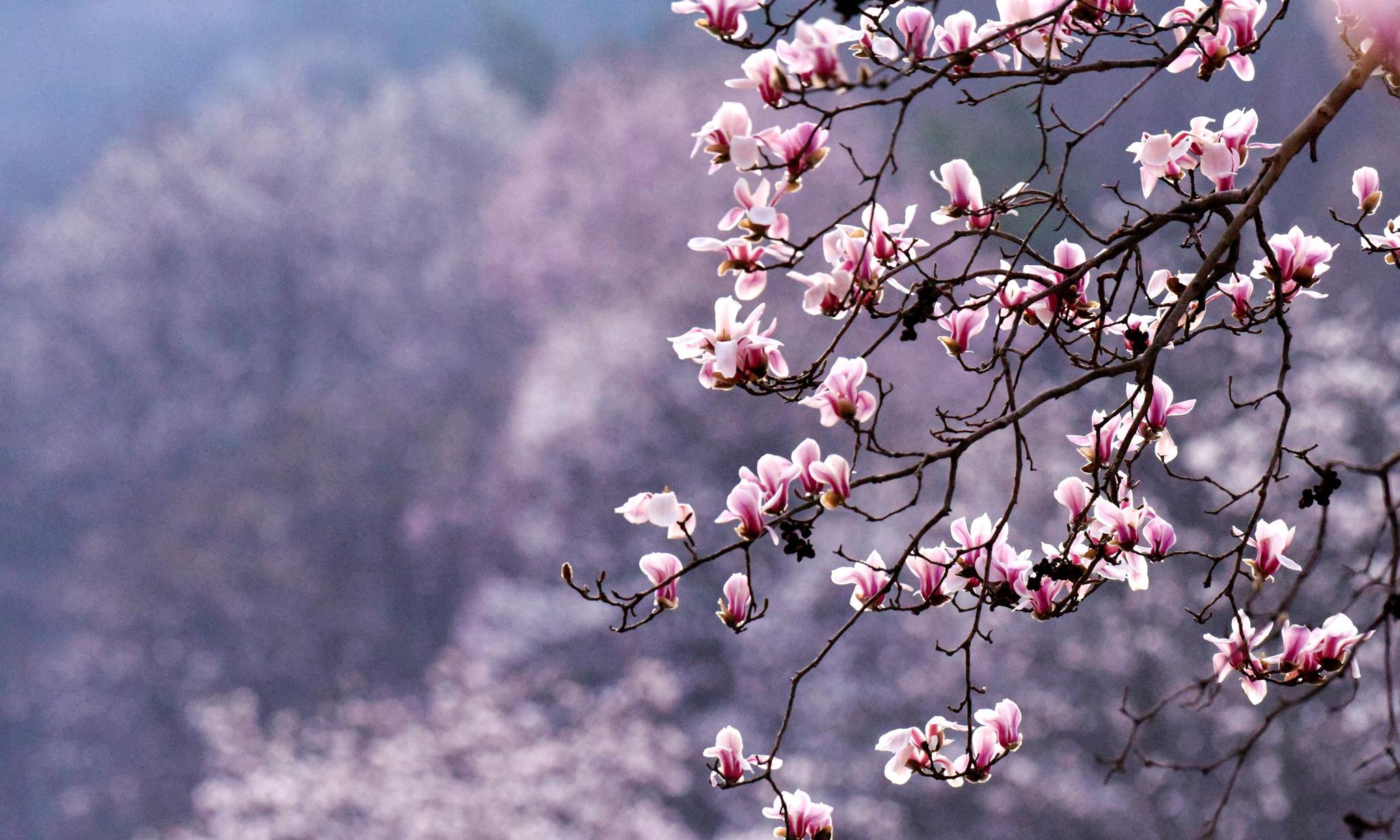 春季踏青乡村游,这个国内最大的野生望春花海再不去,就迟了!