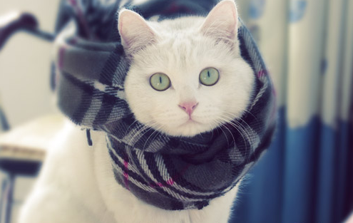 猫咪戴围巾 不是怕冷是时尚 猫咪戴围巾 不是怕冷是时尚