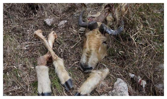 四不像的进化版六不像,为我国特有,还是