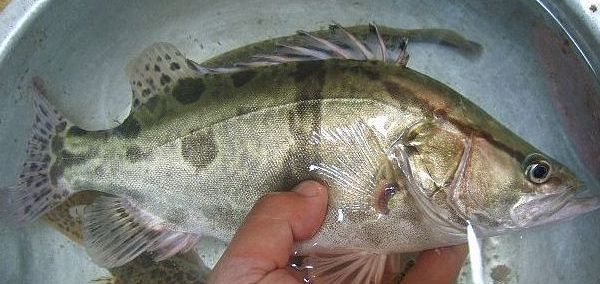 这种鱼以前达官贵人才能吃得起,如今有钱也不一定能够吃到