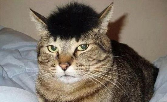 搞笑趣图 那些时尚界的猫儿们 奇葩造型令人捧腹 搞笑趣图 那些时尚界的猫儿们 奇葩造型令人捧腹