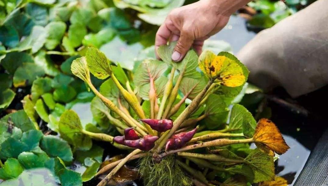 农村这几种水生野菜,营养丰富口味好,最后一种北方人没吃过