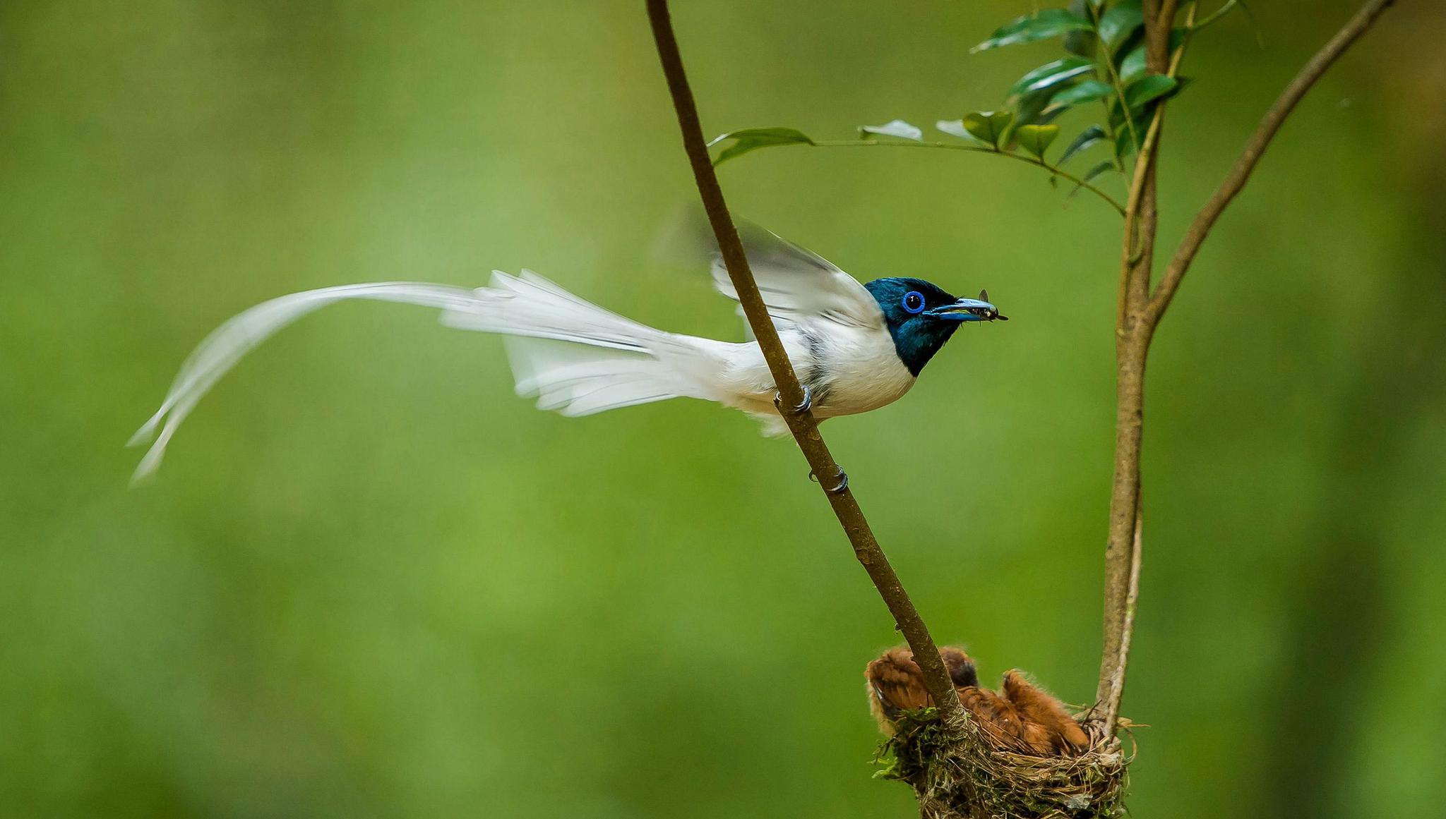 白色寿带鸟飞翔瞬间:长尾摇曳,如风筝飘带,异常优雅悦目