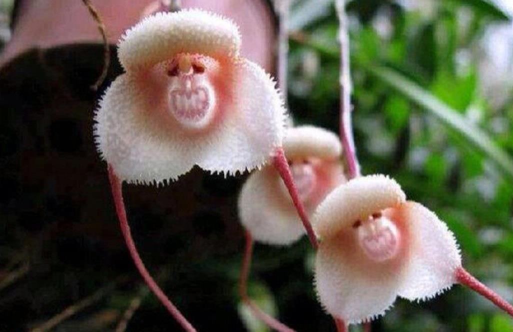 此花开花花如猴子脸可爱又漂亮养在家里孩子绝对喜欢