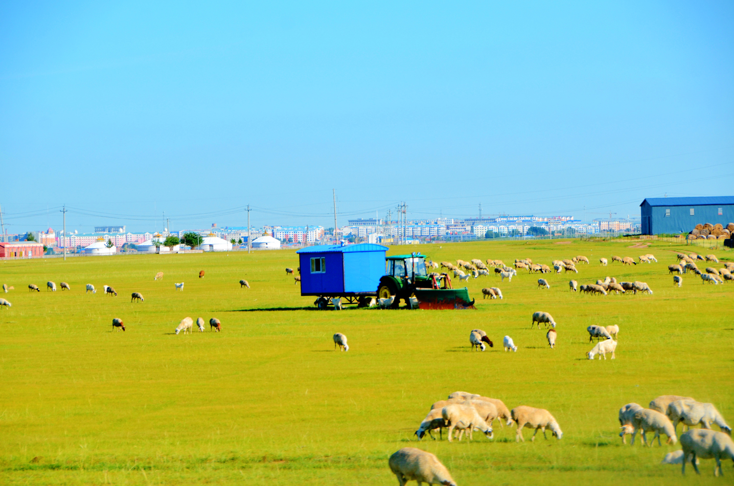 遍地羊群的呼伦贝尔阿木古郎,原创摄影