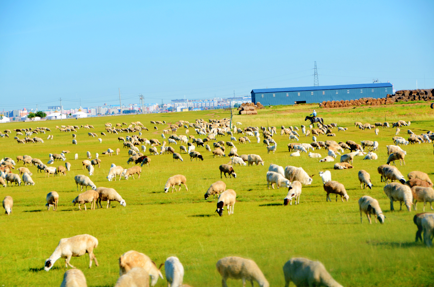 遍地羊群的呼伦贝尔阿木古郎,原创摄影