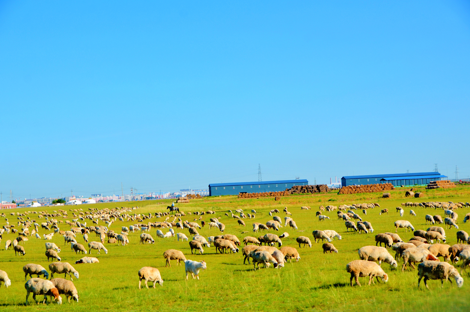 遍地羊群的呼伦贝尔阿木古郎,原创摄影