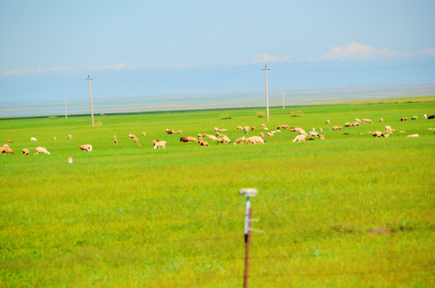 遍地羊群的呼伦贝尔阿木古郎,原创摄影