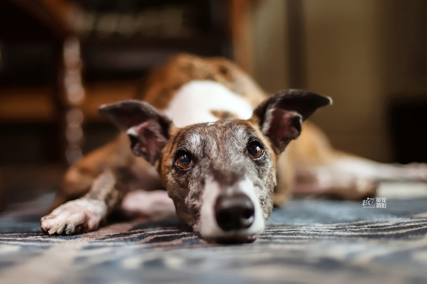 来来来,期待已久的斑锦彪组图出来了