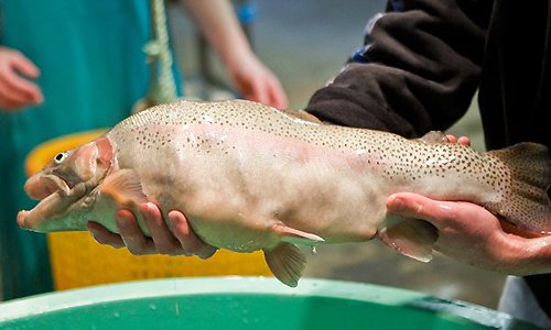 硕的动物,连猪都浑身肌肉,一个比一个猛|转基因|肌肉|长颈鹿_新浪新闻